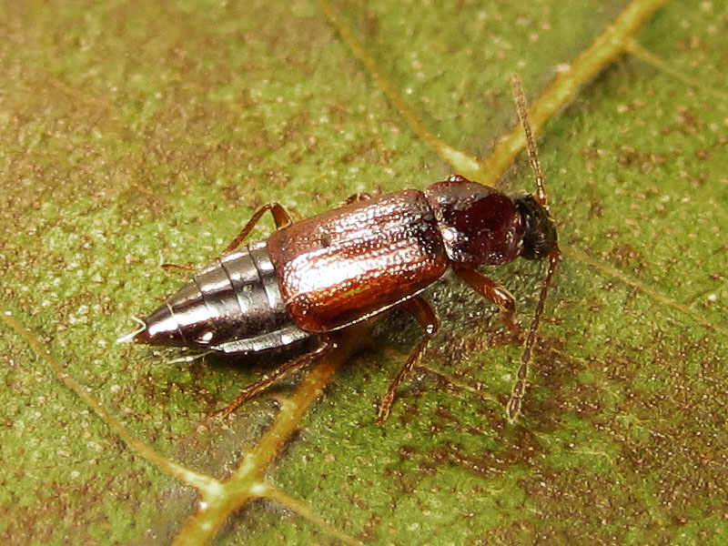 Staphylinidae: Omaliinae ?